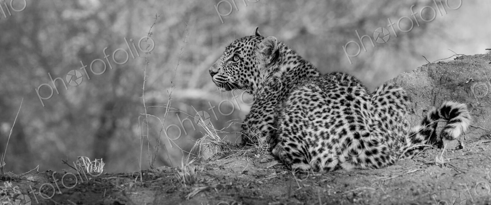 Leopard, Panthera pardus, Cub. Black and white portrait of a cub lying on a low bank,…