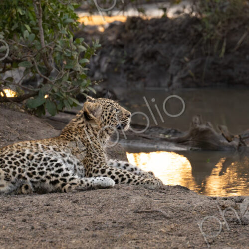 Leopard, Panthera pardus, Cub. Lying down near the water's edge, looking toward the… Leopard, Panthera pardus, Cub. Lying down near the water's edge, looking toward the…