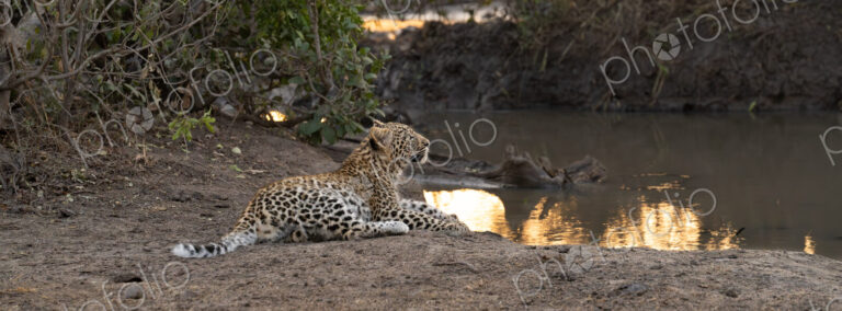 Leopard, Panthera pardus, Cub. Lying down near the water's edge, looking toward the…