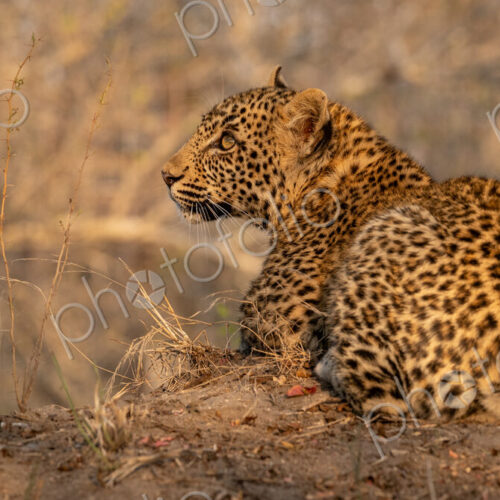 Leopard, Panthera pardus, Cub. Lying on a low bank in golden light, looking to the… Leopard, Panthera pardus, Cub. Lying on a low bank in golden light, looking to the…