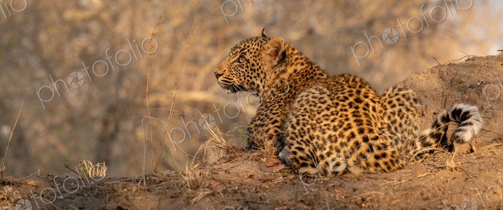 Leopard, Panthera pardus, Cub. Lying on a low bank in golden light, looking to the…