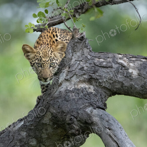 Leopard, Panthera pardus, Cub. Peeking over a tree branch, looking directly at the camera. Leopard, Panthera pardus, Cub. Peeking over a tree branch, looking directly at the camera.