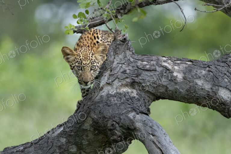 Leopard, Panthera pardus, Cub. Peeking over a tree branch, looking directly at the camera.