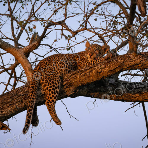 Leopard, Panthera pardus, Cub. Resting on a high, bare tree branch, bathed in the…