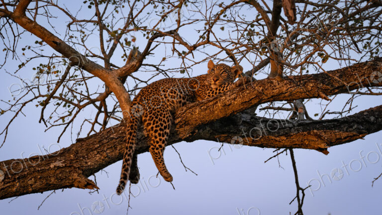 Leopard, Panthera pardus, Cub. Resting on a high, bare tree branch, bathed in the…