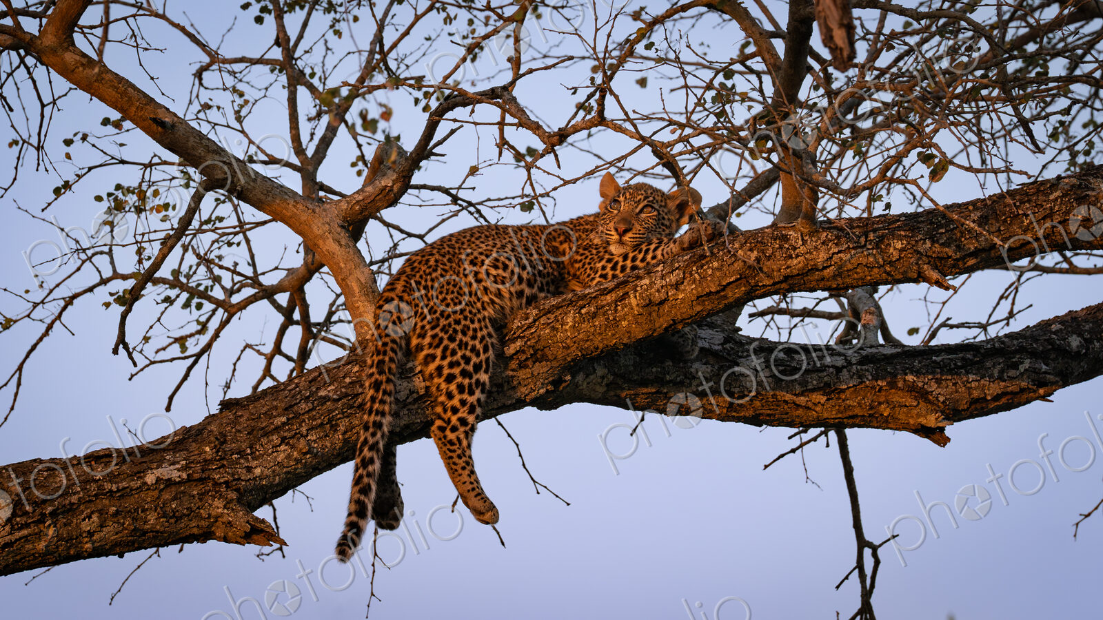 Leopard, Panthera pardus, Cub. Resting on a high, bare tree branch, bathed in the…