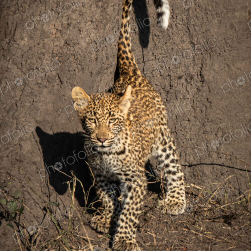 Leopard, Panthera pardus, Cub. Standing with its tail raised vertically, showing the… Leopard, Panthera pardus, Cub. Standing with its tail raised vertically, showing the…