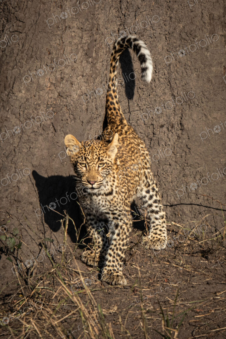 Leopard, Panthera pardus, Cub. Standing with its tail raised vertically, showing the…
