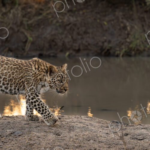 Leopard, Panthera pardus, Cub. Walking along a muddy bank beside a still body of water.