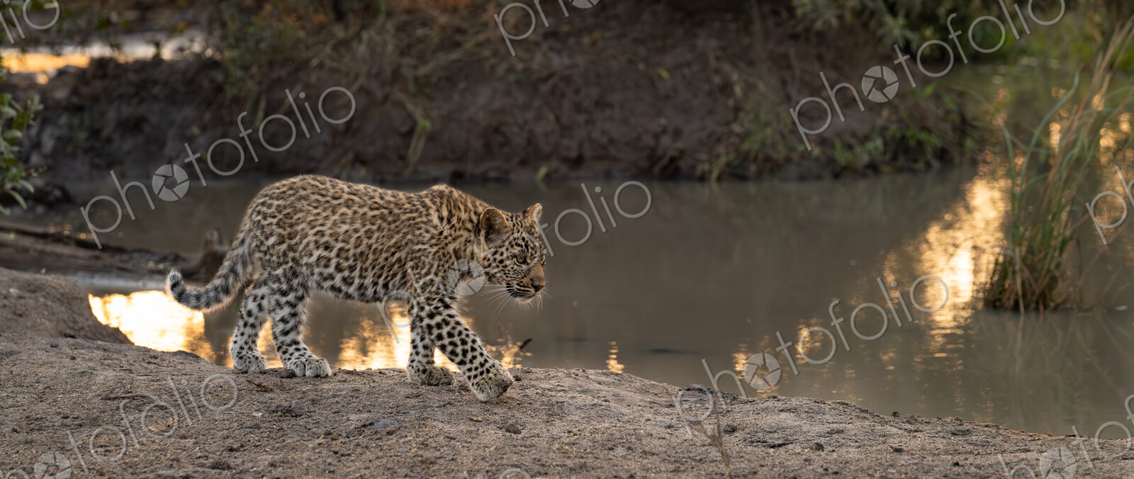 Leopard, Panthera pardus, Cub. Walking along a muddy bank beside a still body of water.