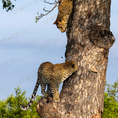 Leopard, Panthera pardus, Female & Cub. Two leopards climbing on a thick tree trunk…