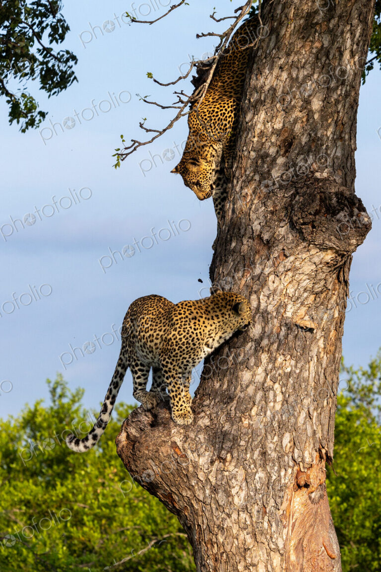 Leopard, Panthera pardus, Female & Cub. Two leopards climbing on a thick tree trunk…