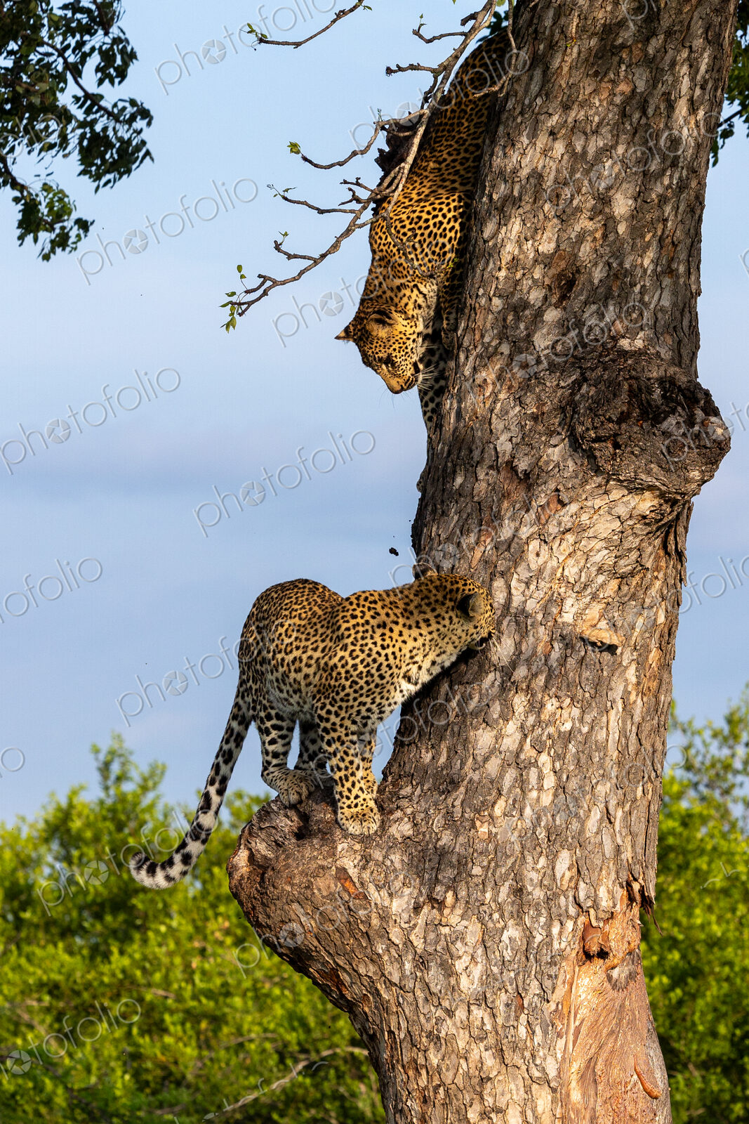 Leopard, Panthera pardus, Female & Cub. Two leopards climbing on a thick tree trunk…