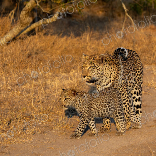 Leopard, Panthera pardus, Female & Cub. Walking together on a dirt road in warm,… Leopard, Panthera pardus, Female & Cub. Walking together on a dirt road in warm,…