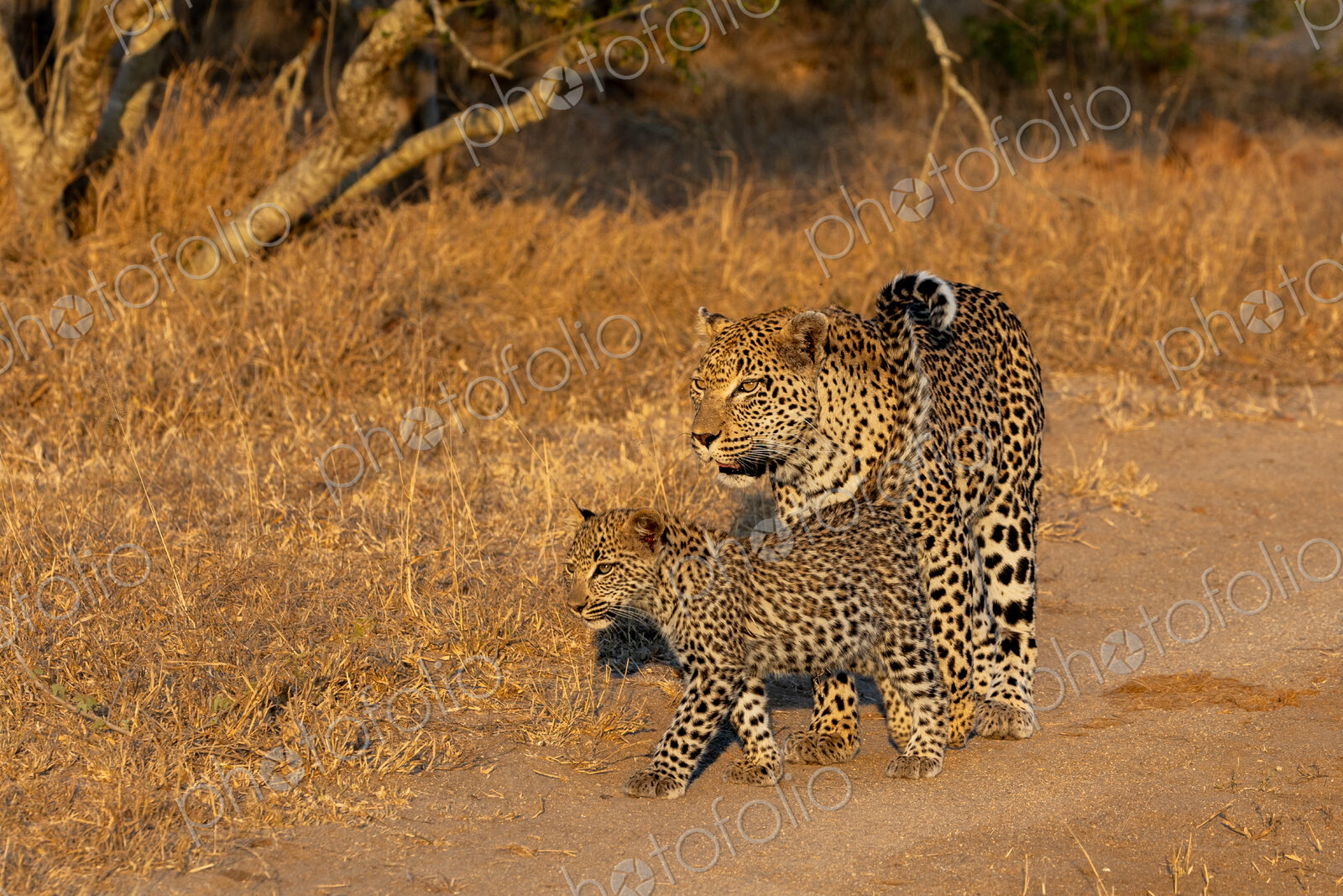 Leopard, Panthera pardus, Female & Cub. Walking together on a dirt road in warm,…