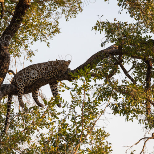 Leopard, Panthera pardus, Female, Resting on a branch in a tree canopy. Leopard, Panthera pardus, Female, Resting on a branch in a tree canopy.
