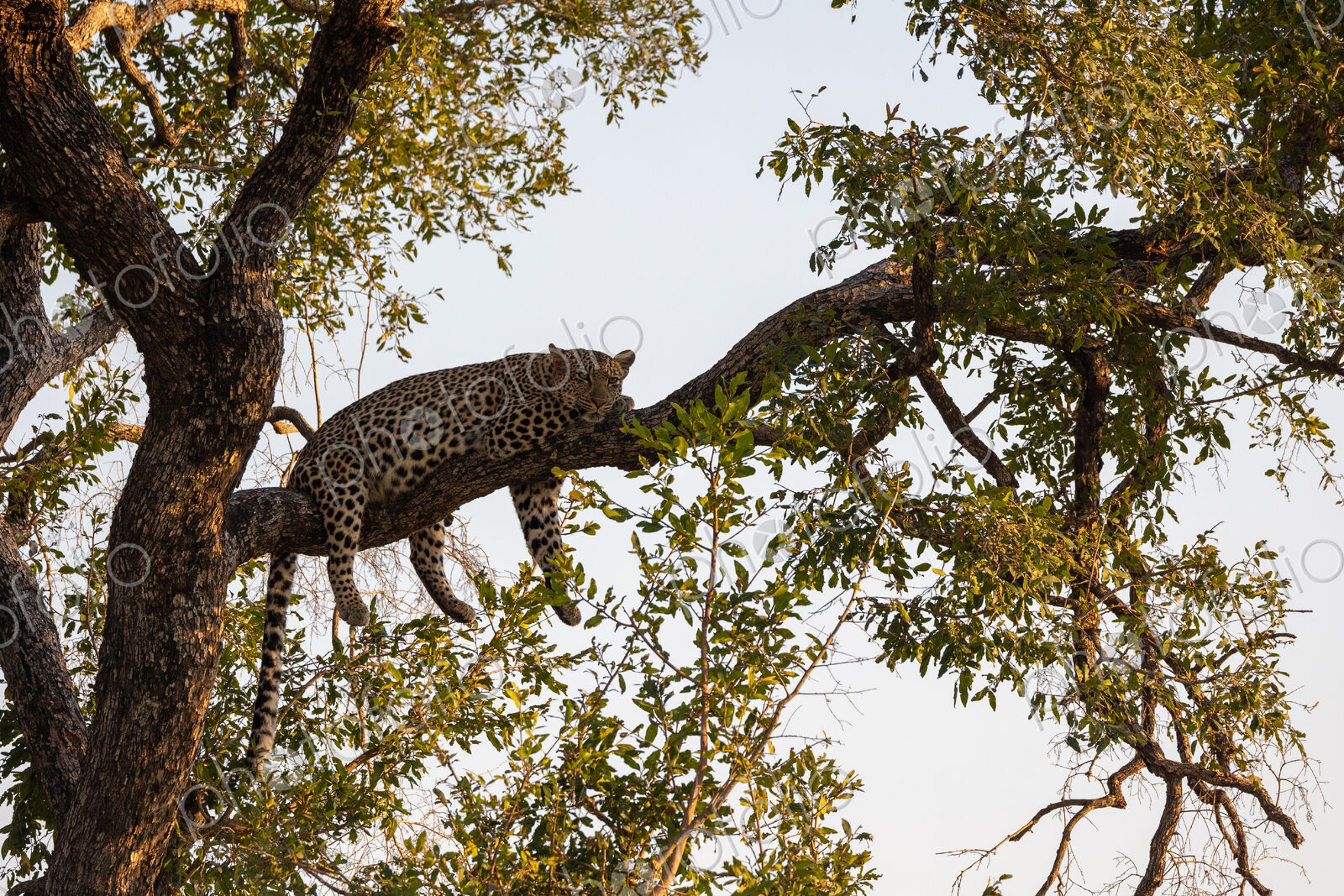 Leopard, Panthera pardus, Female, Resting on a branch in a tree canopy.
