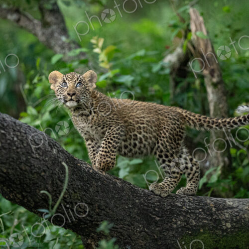Leopard, Panthera pardus, Female cub in a tree. Leopard, Panthera pardus, Female cub in a tree.