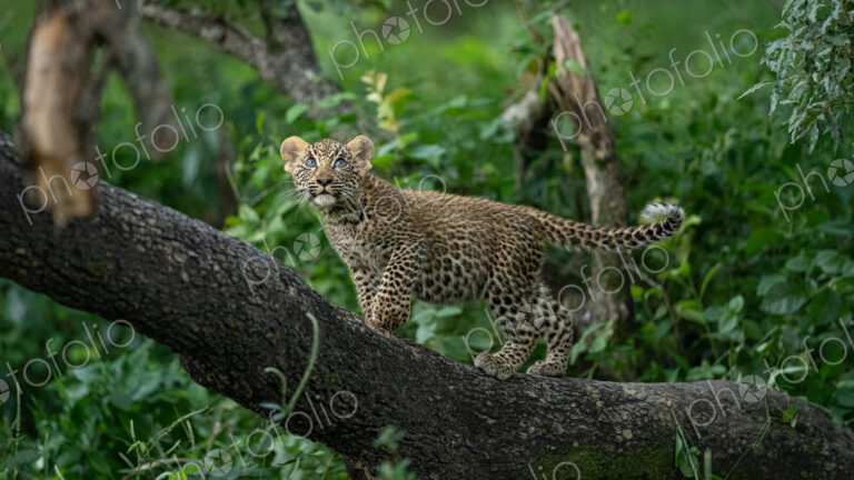 Leopard, Panthera pardus, Female cub in a tree.