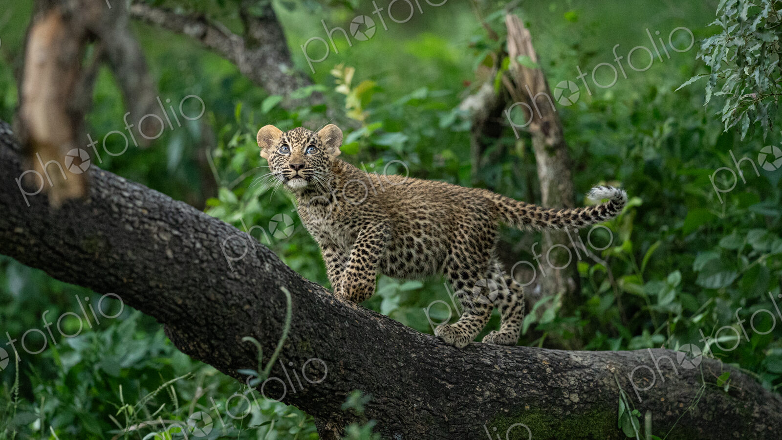 Leopard, Panthera pardus, Female cub in a tree.