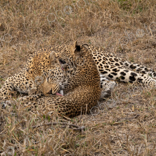 Leopard, Panthera pardus, Female grooming her cub. Leopard, Panthera pardus, Female grooming her cub.