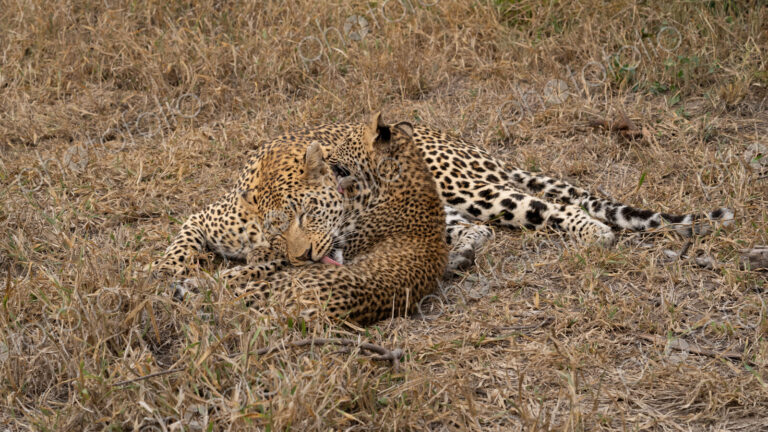 Leopard, Panthera pardus, Female grooming her cub.