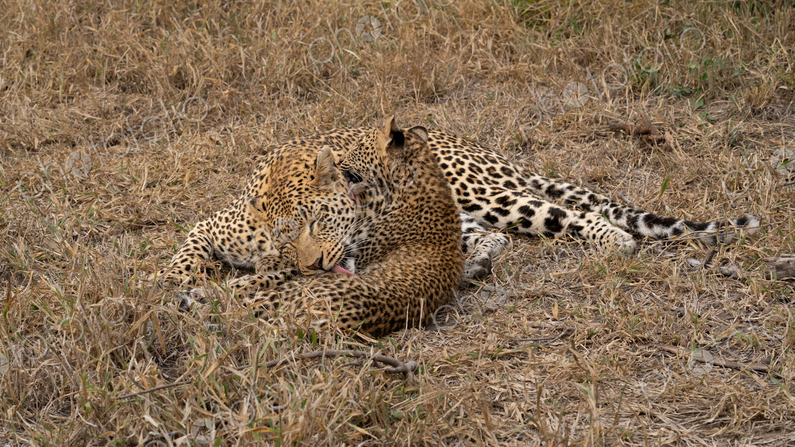 Leopard, Panthera pardus, Female grooming her cub.