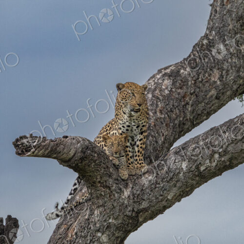 Leopard, Panthera pardus, Female leopard and her cub resting on a large tree branch. Leopard, Panthera pardus, Female leopard and her cub resting on a large tree branch.