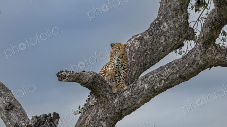 Leopard, Panthera pardus, Female leopard and her cub resting on a large tree branch.
