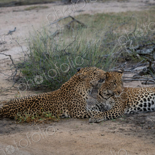 Leopard, Panthera pardus, Female leopard and her sub-adult cub lying on a dirt road,… Leopard, Panthera pardus, Female leopard and her sub-adult cub lying on a dirt road,…