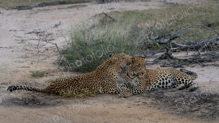 Leopard, Panthera pardus, Female leopard and her sub-adult cub lying on a dirt road,…