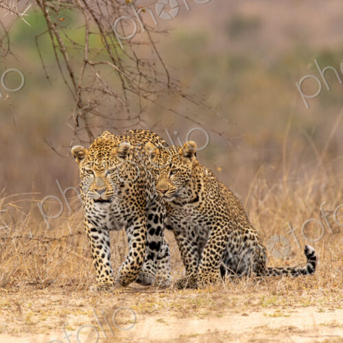 Leopard, Panthera pardus, Female leopard and two cubs standing close together in dry… Leopard, Panthera pardus, Female leopard and two cubs standing close together in dry…