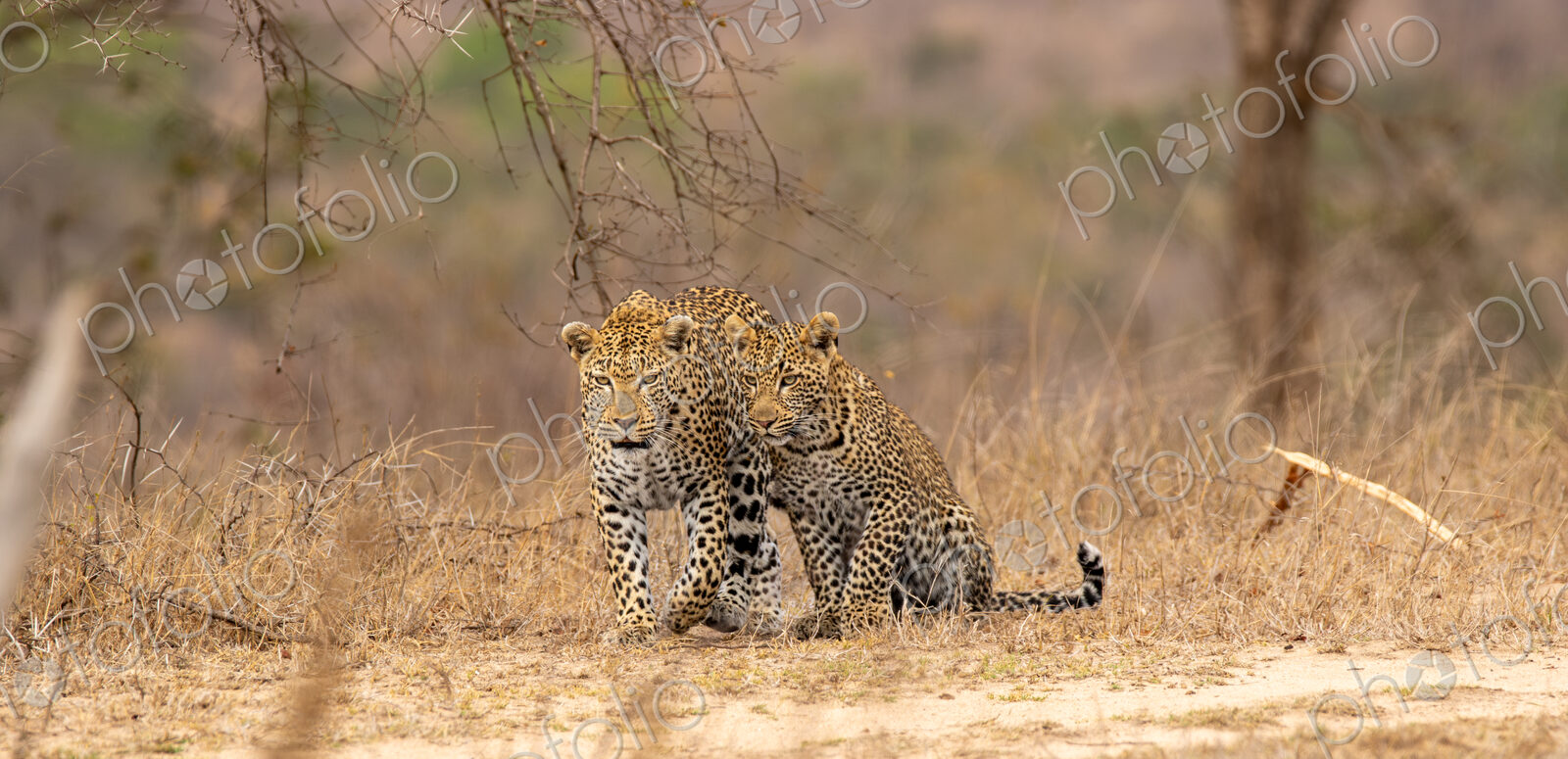 Leopard, Panthera pardus, Female leopard and two cubs standing close together in dry…