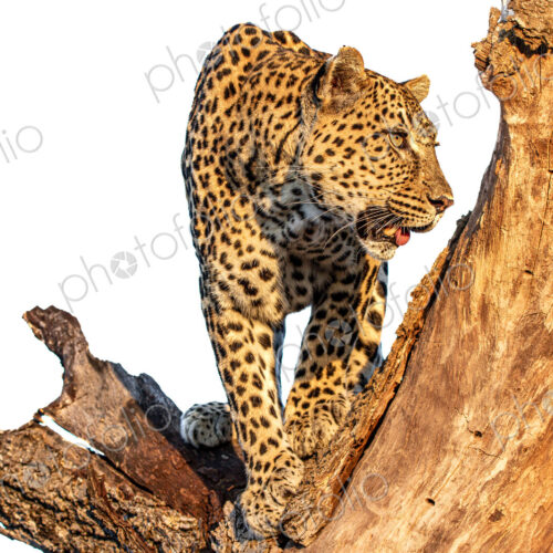 Leopard, Panthera pardus, Female leopard climbing down a tree trunk, isolated on a… Leopard, Panthera pardus, Female leopard climbing down a tree trunk, isolated on a…