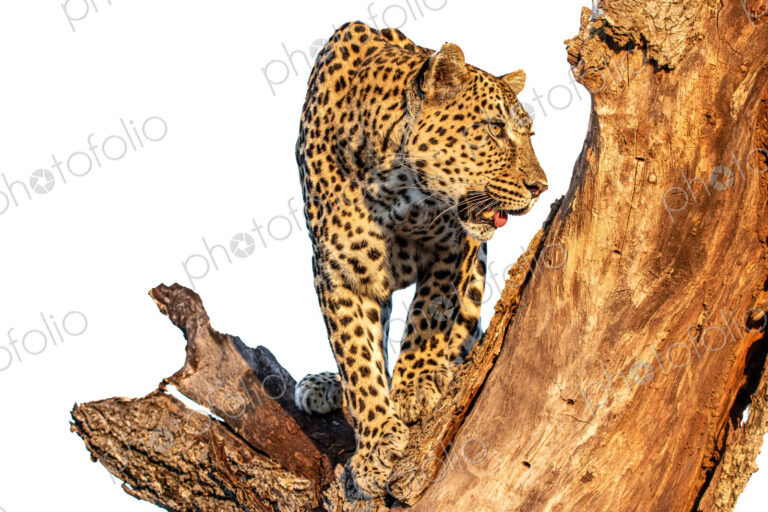 Leopard, Panthera pardus, Female leopard climbing down a tree trunk, isolated on a…
