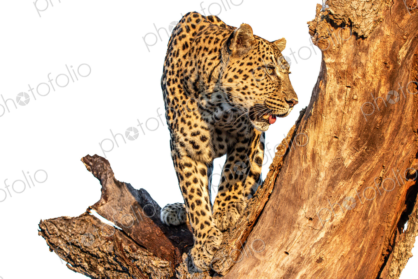 Leopard, Panthera pardus, Female leopard climbing down a tree trunk, isolated on a…