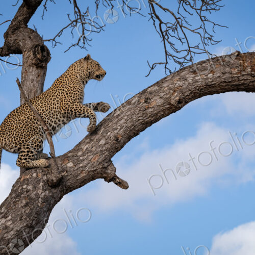 Leopard, Panthera pardus, Female leopard climbing up a tree branch to reach a hidden… Leopard, Panthera pardus, Female leopard climbing up a tree branch to reach a hidden…