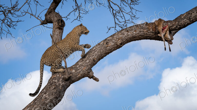 Leopard, Panthera pardus, Female leopard climbing up a tree branch to reach a hidden…