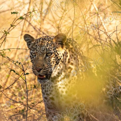 Leopard, Panthera pardus, Female leopard crouching in dry grass and brush in golden light. Leopard, Panthera pardus, Female leopard crouching in dry grass and brush in golden light.