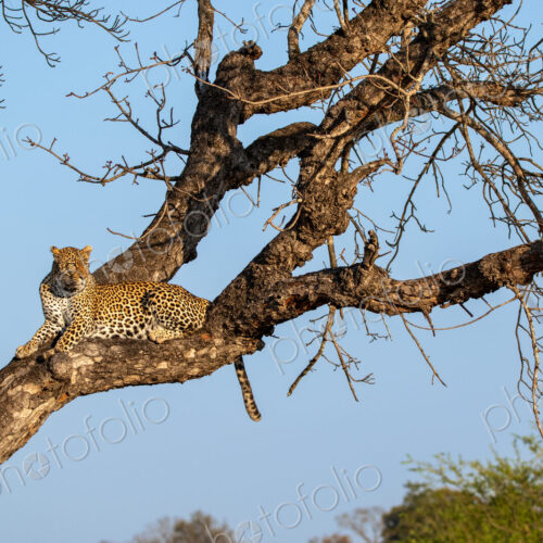 Leopard, Panthera pardus, Female leopard lying on a large horizontal tree branch…