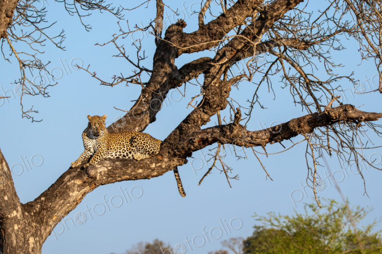 Leopard, Panthera pardus, Female leopard lying on a large horizontal tree branch…