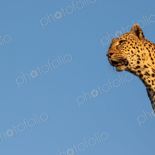 Leopard, Panthera pardus, Female leopard peering over a vertical tree trunk against a… Leopard, Panthera pardus, Female leopard peering over a vertical tree trunk against a…