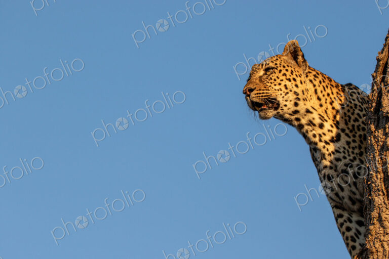 Leopard, Panthera pardus, Female leopard peering over a vertical tree trunk against a…