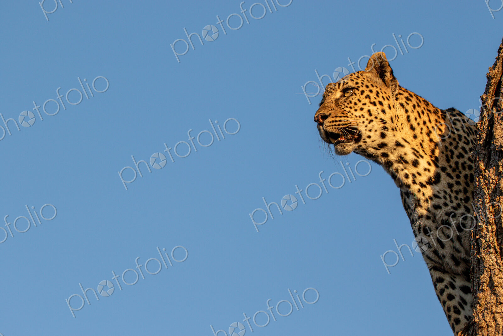 Leopard, Panthera pardus, Female leopard peering over a vertical tree trunk against a…