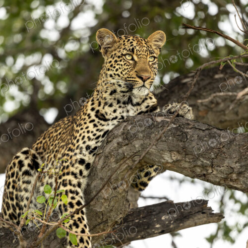 Leopard, Panthera pardus, Female leopard portrait resting on a marula tree branch. Leopard, Panthera pardus, Female leopard portrait resting on a marula tree branch.