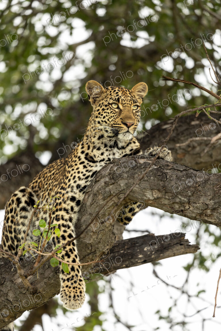 Leopard, Panthera pardus, Female leopard portrait resting on a marula tree branch.