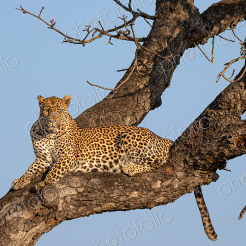 Leopard, Panthera pardus, Female leopard resting comfortably on a thick tree branch in…