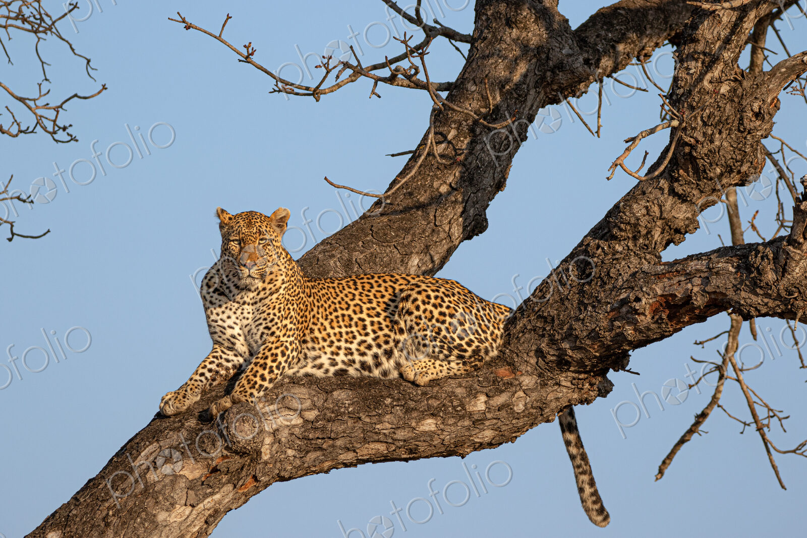 Leopard, Panthera pardus, Female leopard resting comfortably on a thick tree branch in…