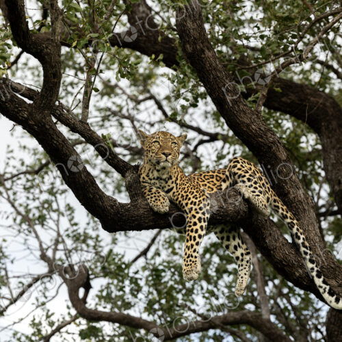 Leopard, Panthera pardus, Female leopard resting high in a leadwood tree, staring…