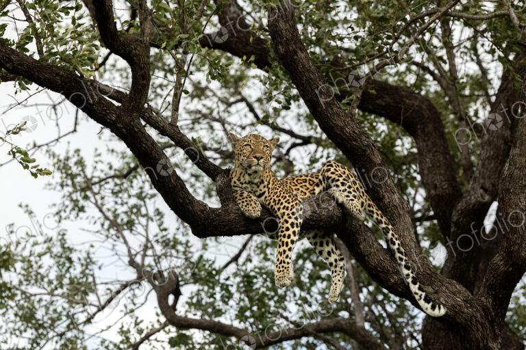 Leopard, Panthera pardus, Female leopard resting high in a leadwood tree, staring…